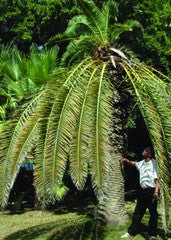 Red Palm Weevil - IT189 - ISCA Technologies
- 5
