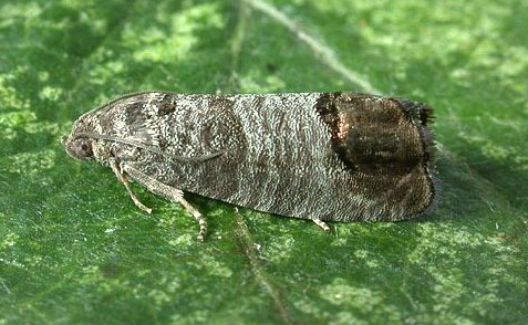 Codling Moth - IT021 - ISCA Technologies
- 2