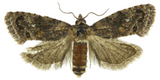 False Codling Moth - IT019 - ISCA Technologies
 - 2